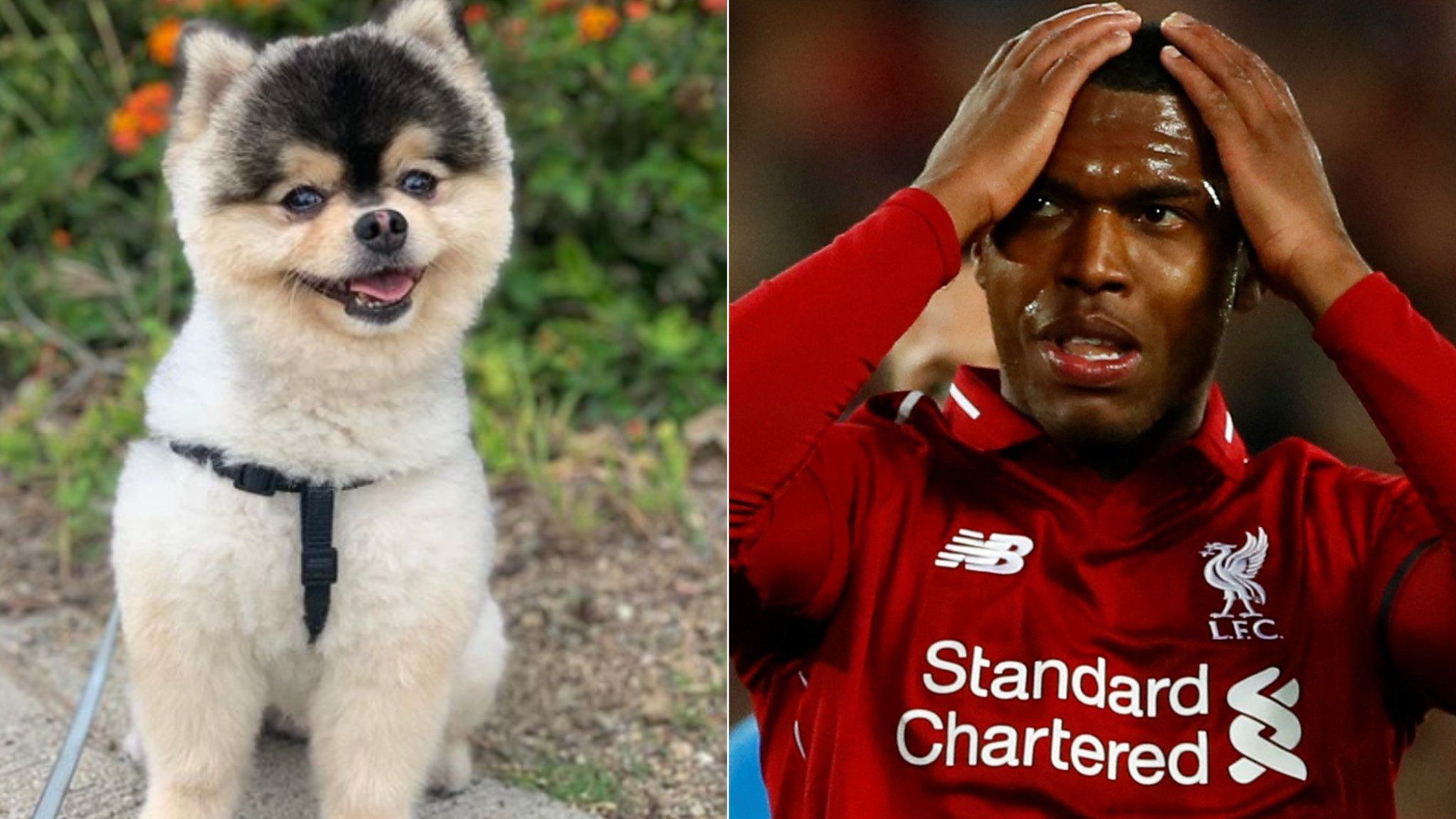 Ex-England forward Sturridge in legal dispute over $30,000 lost dog reward