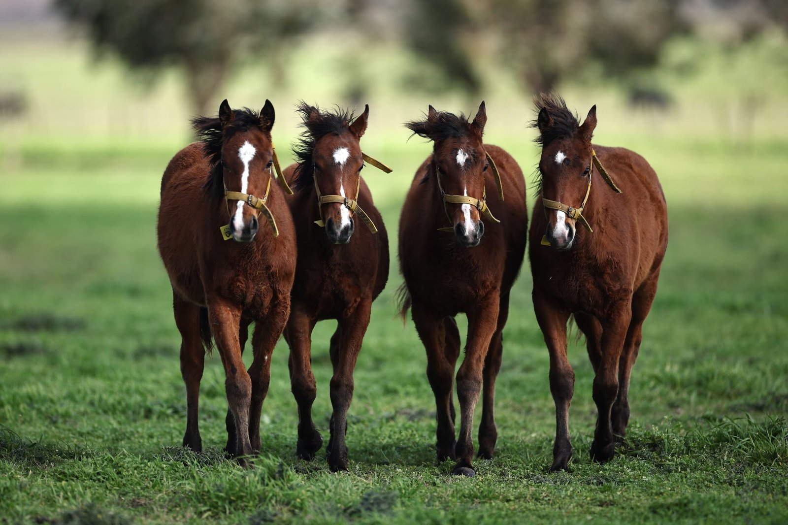 World’s first gene-edited horses are shaking up the genteel sport of polo